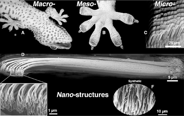 Figure: Adhesion structure of the gecko leg [B. Bhushan, Encyclopedia of Nanotechnology, 2016]