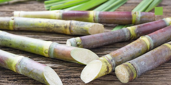 Everything you need to know about bioplastic solutions